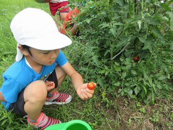 トマトを収穫する様子