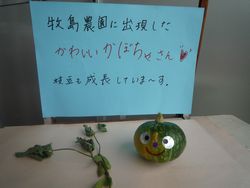 南瓜