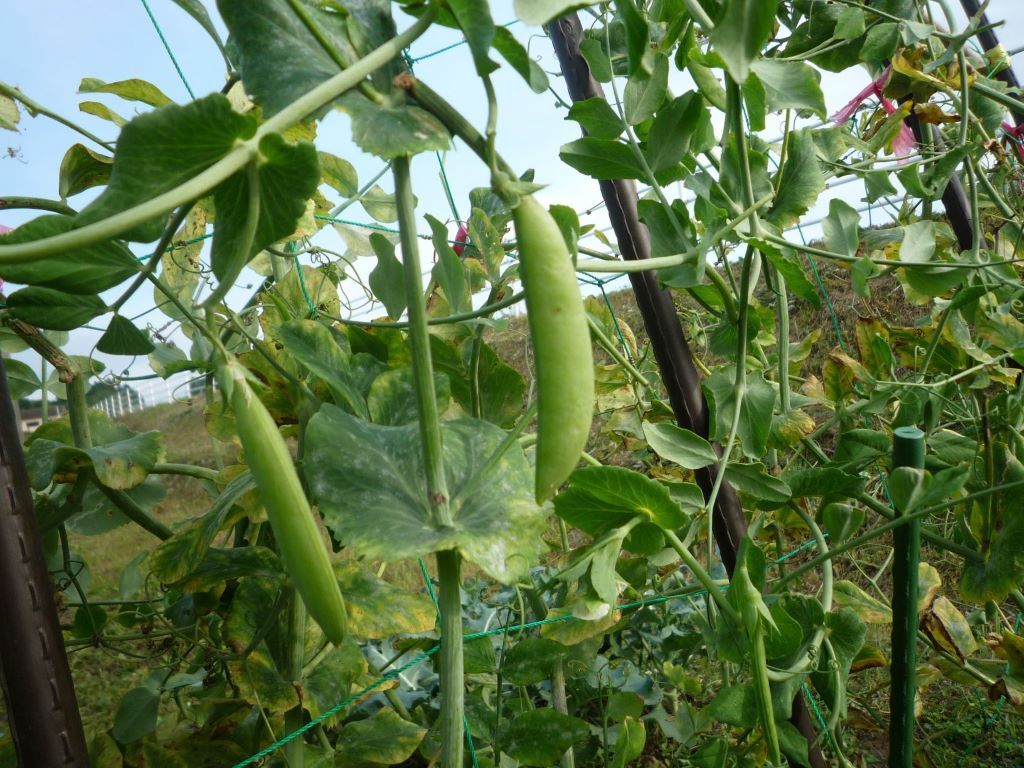 畑の野菜