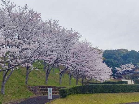 国見台　桜