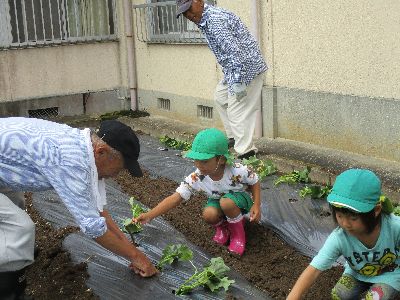 芋苗植え２