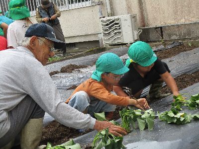 芋苗植え１