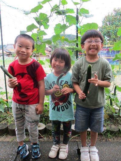 野菜の収穫１