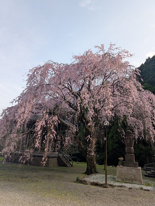 20250328しだれ桜