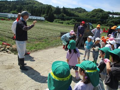 たまねぎ収穫(1)
