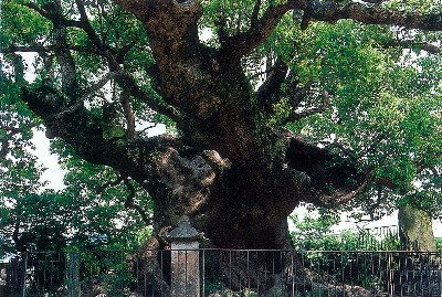 青幡神社の楠（クスノキ科）