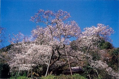 東山代の明星桜（バラ科）