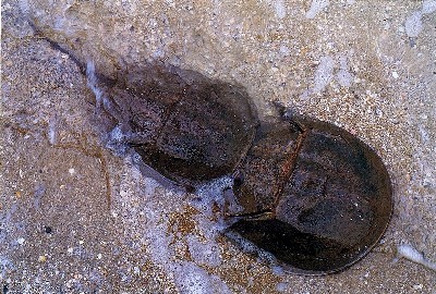 カブトガニの産卵のようす