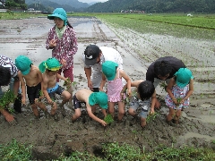 田植えの写真