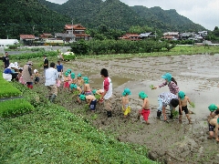 田植えの写真