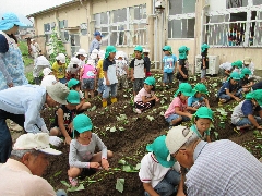 芋苗植えの写真