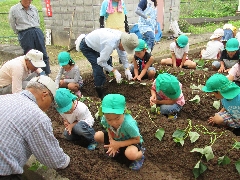 芋苗植えの写真