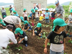 芋苗植えの写真