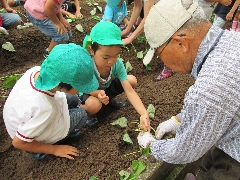 芋苗植えの写真