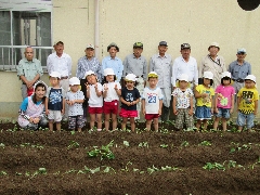 芋苗植えの写真