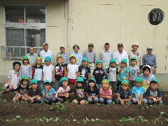 芋苗植えの写真