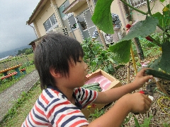 きゅうりの収穫の写真