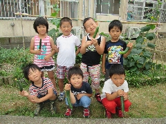 きゅうりの収穫の写真