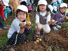 じゃがいも収穫３